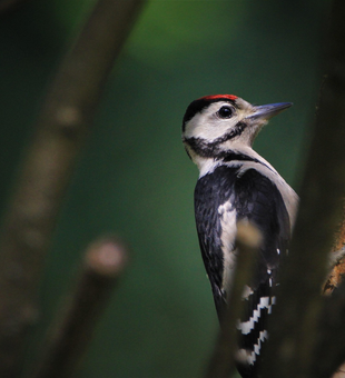 Sabine River swamp tours